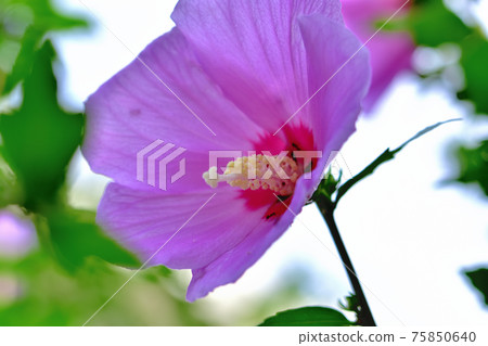 Summer flower Mukuge 75850640