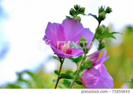 Summer flower Mukuge 75850643