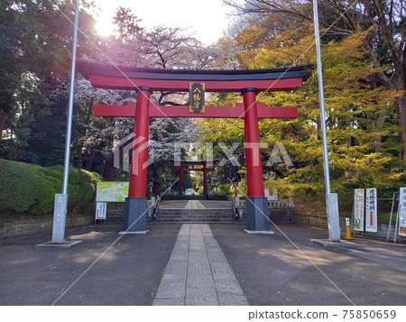 Omotesando, Daiichi Torii of Omiya Hachimangu, where cherry blossoms are in full bloom in spring Omotesando, Daiichi Torii of Omiya Hachimangu, where cherry blossoms are in full bloom in spring 75850659