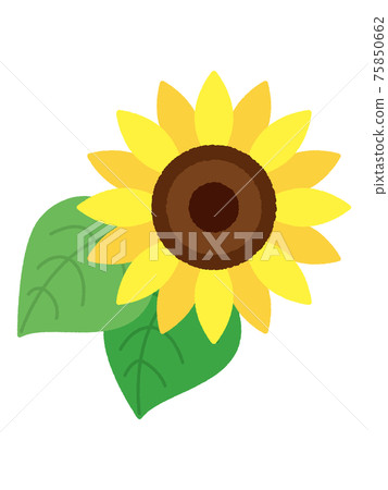 Sunflower / summer image Sunflower / summer image 75850662