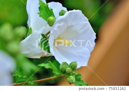 夏花Mukuge 75851162