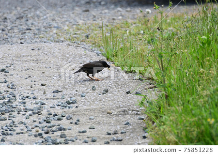 Crested myna, an exotic species Crested myna, an exotic species 75851228