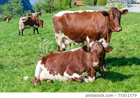 Pinzgauer cows in a field next to a farm. Pinzgauer cattle on green pasture in springtime. A breed of domestic cattle from the Pinzgau region of the federal state of Salzburg in Austria, Europe. Photo 75851579