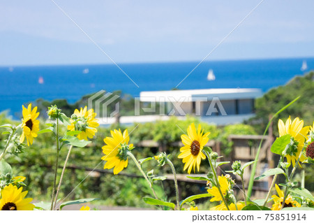 Summer, sea, blue sky and sunflower flowers Summer, sea, blue sky and sunflower flowers 75851914