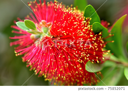 紅刷樹花 紅刷樹花 75852071