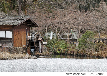 Higashiyama Botanical Garden winter view Higashiyama Botanical Garden winter view 75852085