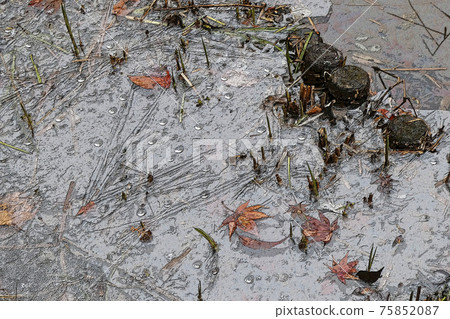 東山植物園冬季景觀 東山植物園冬季景觀 75852087