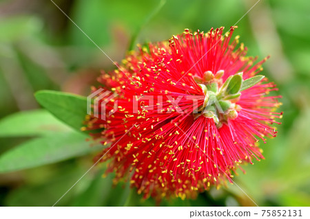 Red brush tree flower Red brush tree flower 75852131