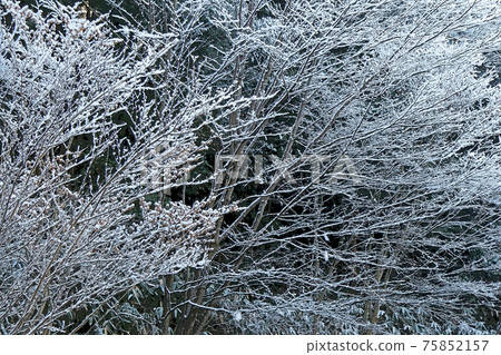 東山植物園冬季景觀 東山植物園冬季景觀 75852157