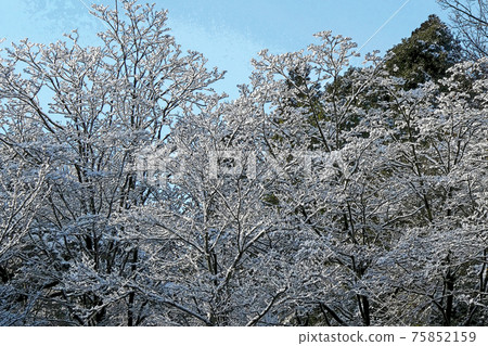 東山植物園冬季景觀 75852159