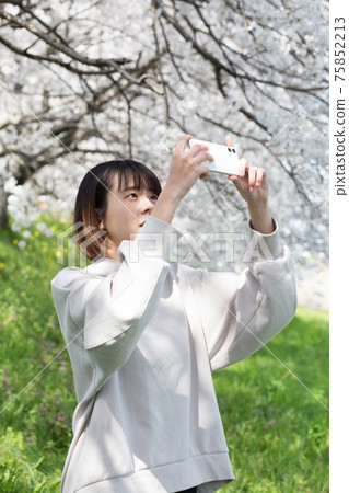 A woman shooting cherry blossoms with her smartphone 75852213