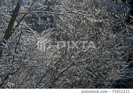 東山植物園冬季景觀 75852231
