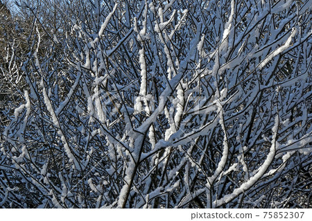 Higashiyama Botanical Garden winter view Higashiyama Botanical Garden winter view 75852307