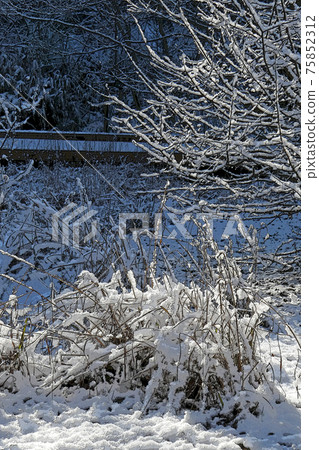 Higashiyama Botanical Garden winter view Higashiyama Botanical Garden winter view 75852312