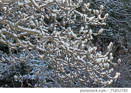Higashiyama Botanical Garden winter view 75852785