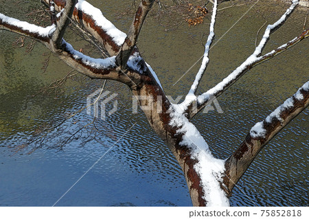 Higashiyama Botanical Garden winter view Higashiyama Botanical Garden winter view 75852818