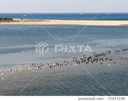 Seagulls on the beach 75853199