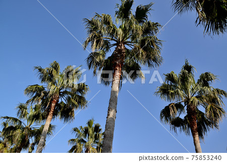 Scenery of a group of palm tree-lined condominiums near Shin-Urayasu Station 75853240