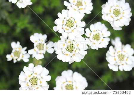 Iberis or Tokiwa bent flower (Tokiwa Magaribana) aka Common Candy Tuft 75853493