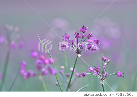 Rakkyo flower 75853503