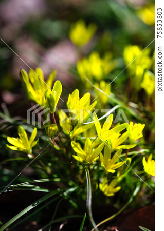 The Yellow star-of-Bethlehem flower 75853803