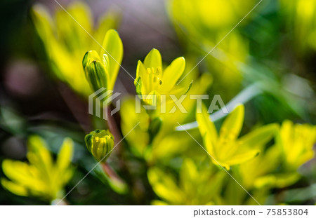 The Yellow star-of-Bethlehem flower 75853804