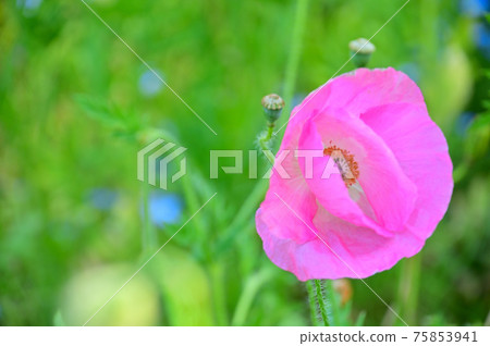 Poppy flowers like thin paper 75853941