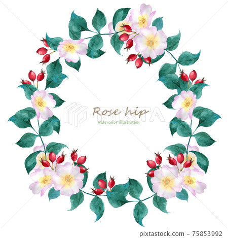 玫瑰果花圈 玫瑰果花圈 75853992