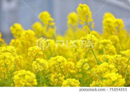 Bright yellow rape blossoms in full bloom Bright yellow rape blossoms in full bloom 75854853