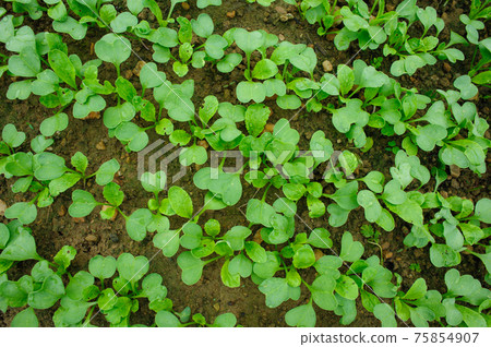 Green leaf vegetable in growth at garden Green leaf vegetable in growth at garden 75854907