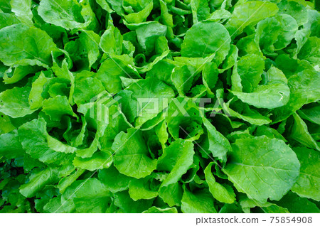 Green leaf vegetable in growth at garden 75854908