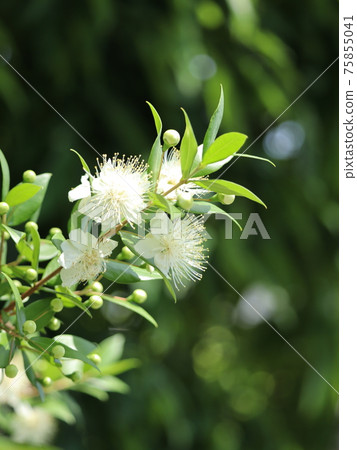 Silver plum flower Silver plum flower 75855041
