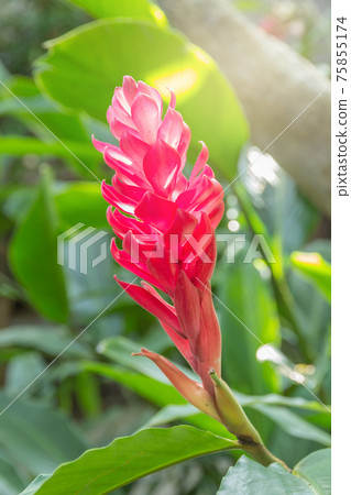 Red and pink ginger flowers growing on the plant 75855174
