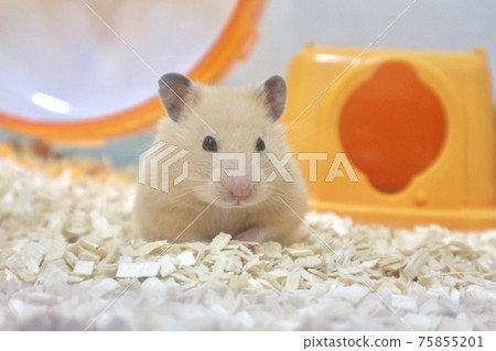 One cute hamster 75855201