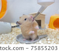 Hamster hydrating 75855203