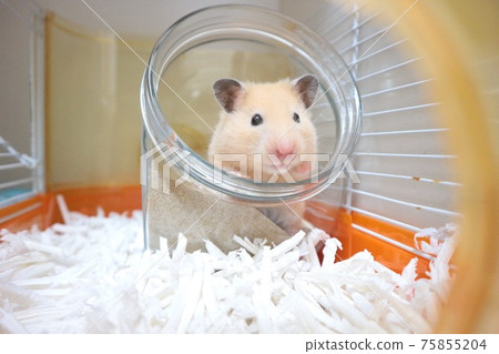 可愛的倉鼠 75855204