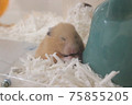 A cute hamster that seems to be sleepy 75855205