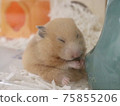 Cute hamster sitting and eating 75855206