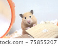 Cute hamster looking at the camera 75855207