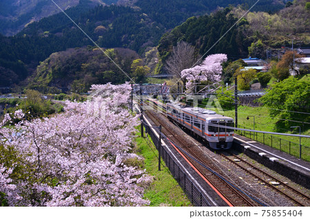 Yamakita Town on the Gotemba Line when the cherry blossoms bloom 75855404