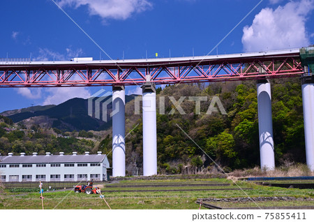 櫻花盛開的御殿場線上的山北町 櫻花盛開的御殿場線上的山北町 75855411