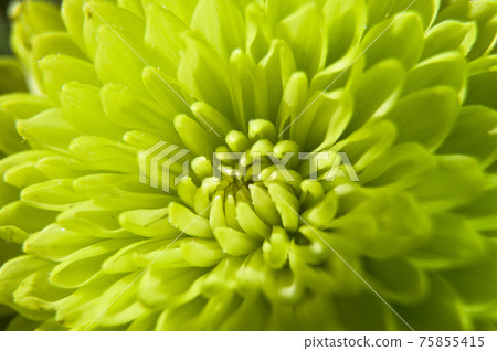 Green pompon chrysanthemum flowers are in bloom. 75855415