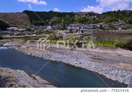 櫻花盛開的御殿場線上的山北町 櫻花盛開的御殿場線上的山北町 75855416