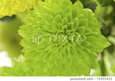 綠色的絨球菊花盛開。 75855421