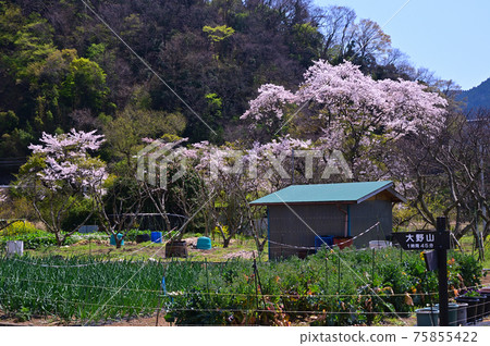 櫻花盛開的御殿場線上的山北町 櫻花盛開的御殿場線上的山北町 75855422