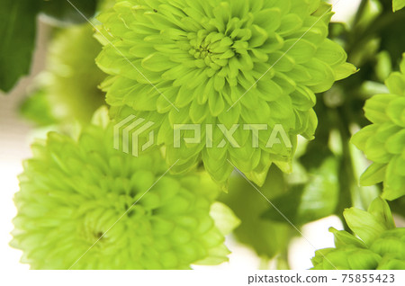 Green pompon chrysanthemum flowers are in bloom. Green pompon chrysanthemum flowers are in bloom. 75855423