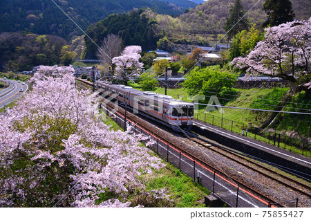 櫻花盛開的御殿場線上的山北町 75855427