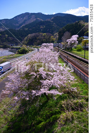 櫻花盛開的御殿場線上的山北町 櫻花盛開的御殿場線上的山北町 75855428
