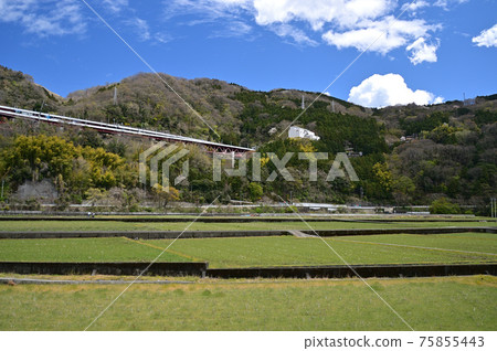 Yamakita Town on the Gotemba Line when the cherry blossoms bloom 75855443