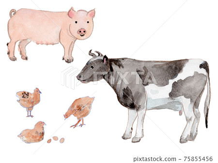 牛、豬、雞的水彩插圖 牛、豬、雞的水彩插圖 75855456